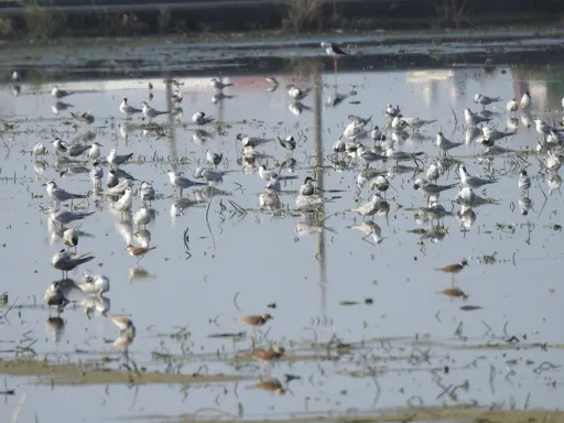 蝦咪？吃滷肉飯可以保育水鳥！　專家點出關鍵在這「好物」