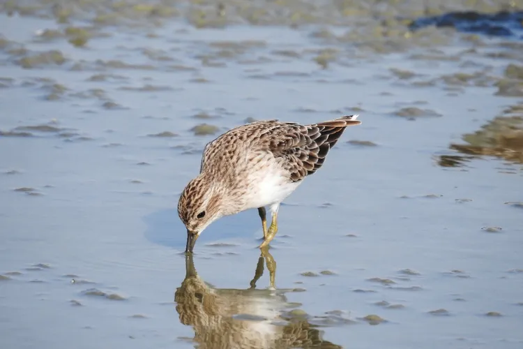 三寮灣紅蔥田裡覓食中的過境水鳥長趾濱鷸。洪夢祺攝，特生中心提供