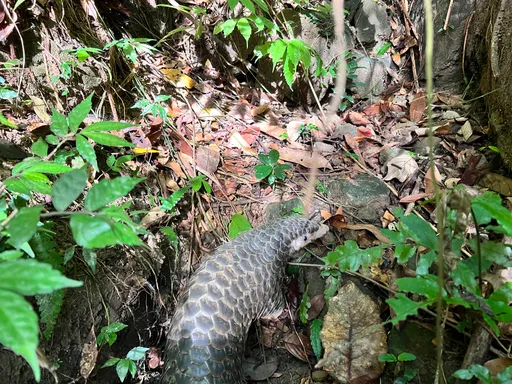 新北一年救援穿山甲達50件 盜獵者最高罰百萬