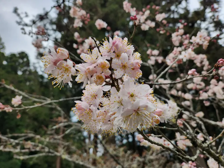 唐實櫻約開花2-3成，預計2月下旬至3月初盛開。公路總局提供