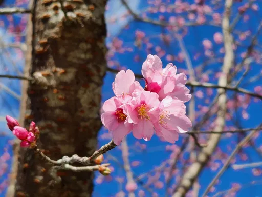 阿里山花季3/10開跑!12天「這時段」禁行小客車 接駁車3/1零時開賣
