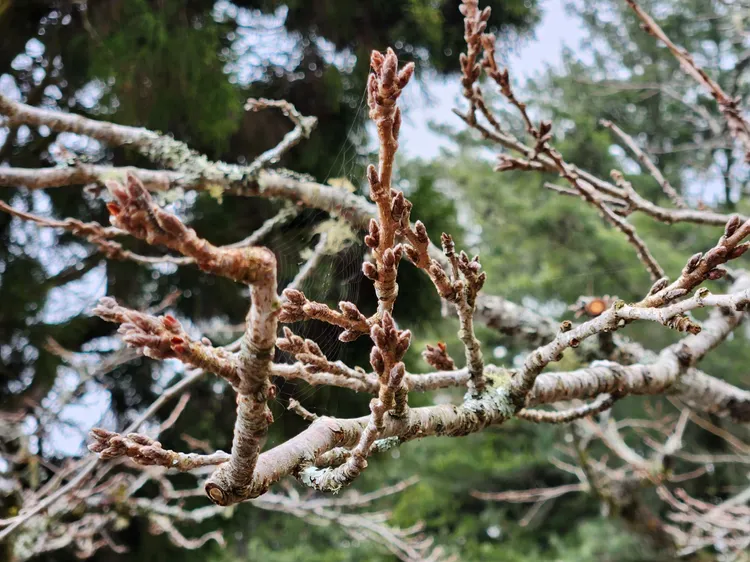 祝山-染井吉野櫻預計於3月上旬陸續開花。公路總局提供