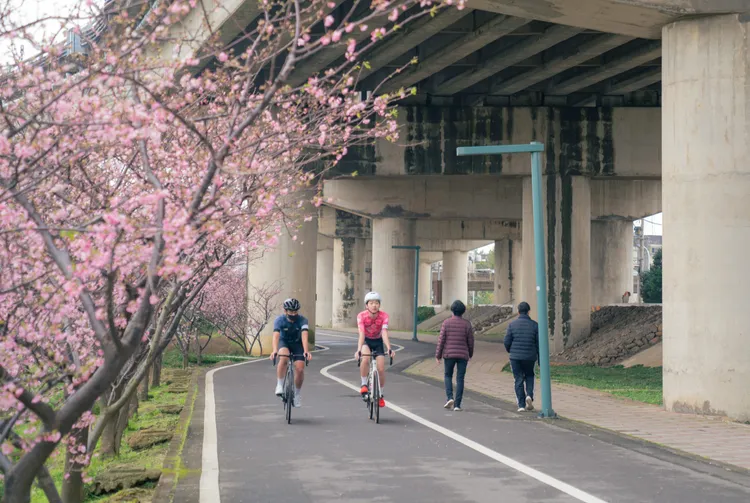 左岸櫻花大道。新竹市府提供