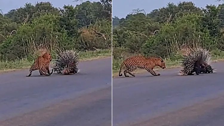 翻攝自Latest Sightings YouTube