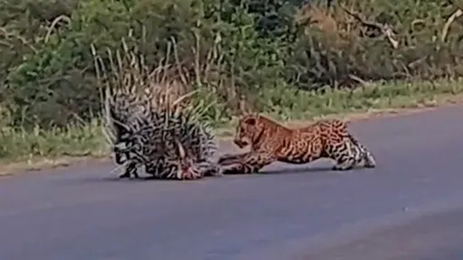 花豹移形換位vs.豪豬刺盾輪轉 人類嚮導目擊食欲親情生死戰