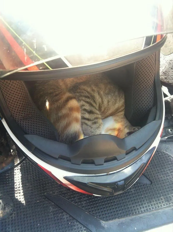 也有人遇過貓躲進安全帽裡。翻攝《路上觀察學院》社團