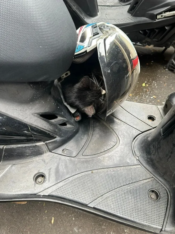 翻攝《路上觀察學院》社團