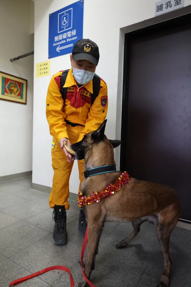 搜救犬Sato大啖雞腿。取自「台北市搜救隊」粉專