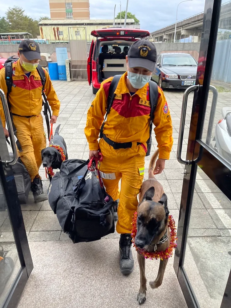 搜救犬Sato(右)與Hugo(左)到家。取自「台北市搜救隊」粉專