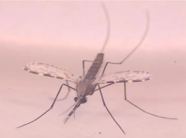 個案17日就醫，採血檢驗發現疑似瘧原蟲。示意圖，翻攝疾管署網站