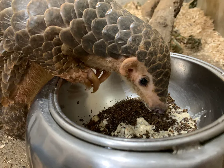 北市動物園提供過去研發近30年的人工飼料給布拉格動物園餵養穿山甲。動物園提供