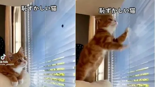 喵喵「出爪撲殺」超糗慘摔 蟲蟲讓牠知道誰才是王者