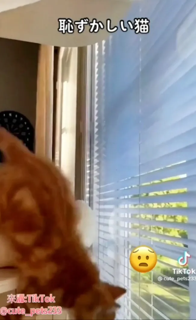 為了玩昆蟲，沒抓到還倒頭栽。TikTok：@cute_pets233 提供