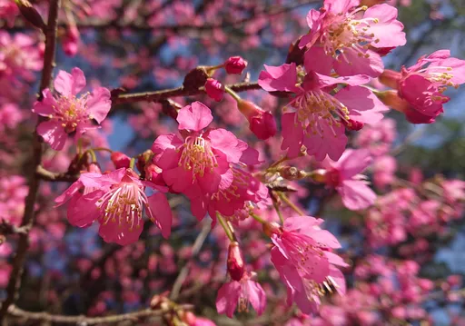 三芝1.7萬株櫻花陸續綻放 小橋流水浪漫田園風還能逛市集