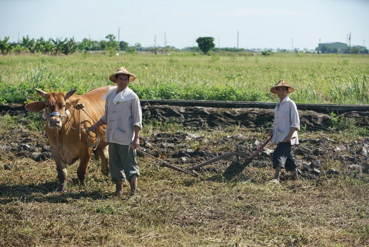 潘逸安（左）親身上陣拍牽牛犁田戲碼。艾迪昇傳播提供