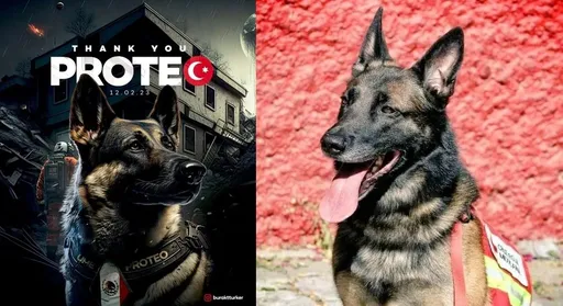 墨西哥搜救犬赴土耳其救災殉職　網友喊不捨：任務完結了