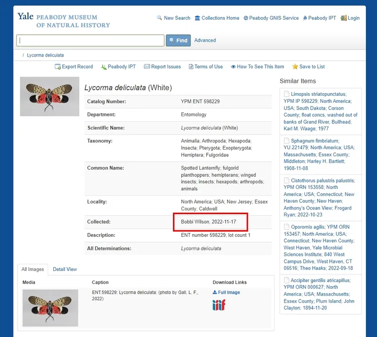 威爾森的標本已經進入耶魯皮博迪自然史博物館資料庫，載明捐贈者為威爾森（紅框處）。圖／皮博迪自然史博物館官網