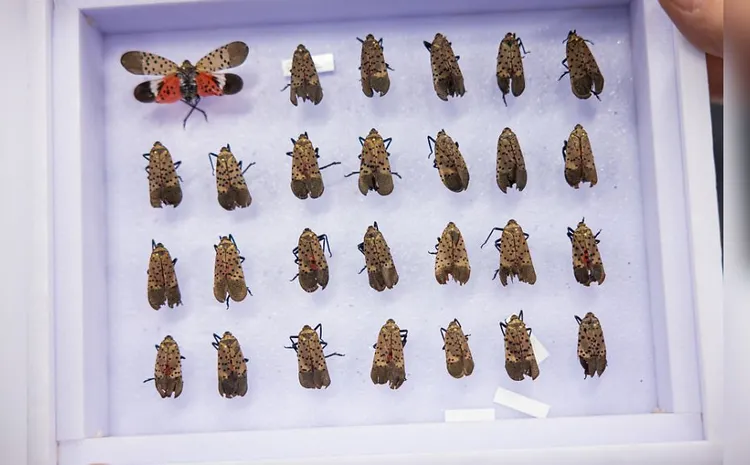 威爾森送給耶魯大學的標本。圖／耶魯大學公衛學院官網