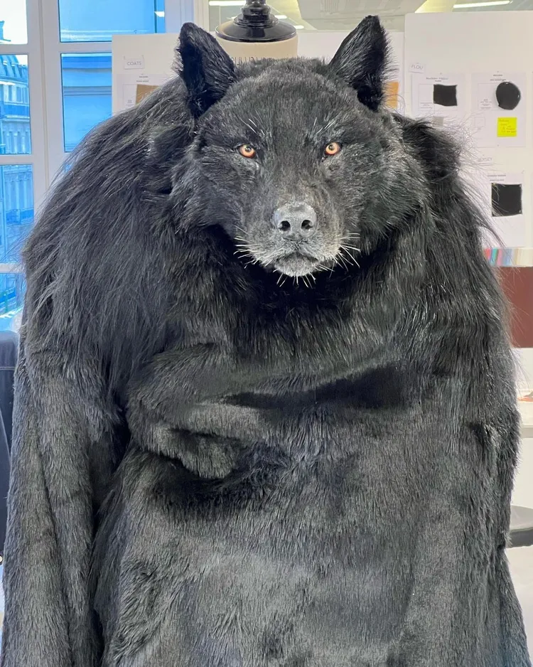 製作過程中沒有任何動物受到傷害。翻攝danielroseberry IG