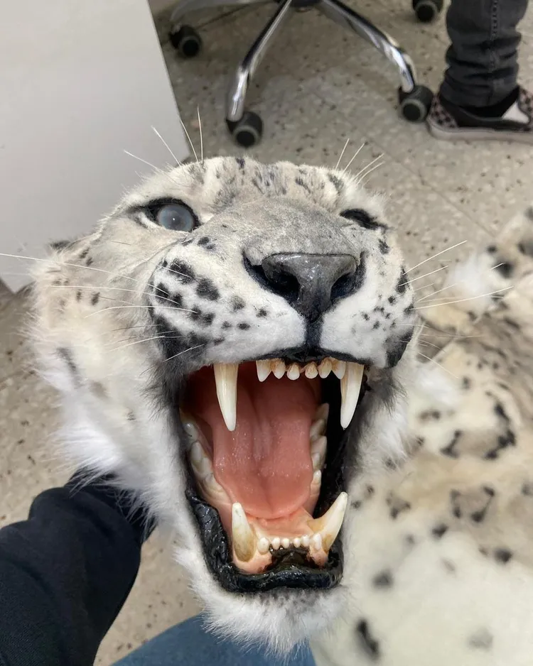 品牌強調所有野獸頭都是以樹脂、泡綿、羊毛、絲綢等材質打造。翻攝danielroseberry IG