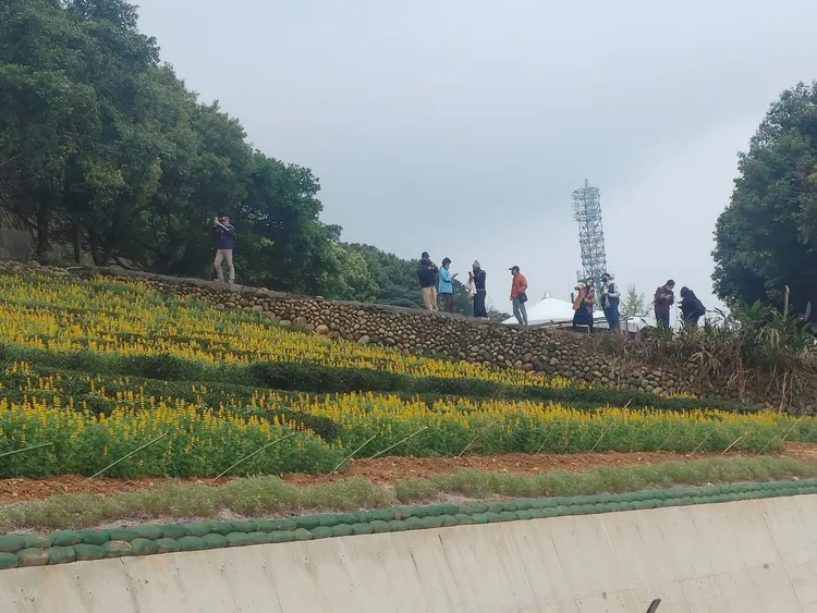 民眾賞花。桃園市府提供