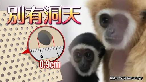 「蜘蛛網」奇案破處曝光！　獨居5年還能生子全因「這個洞」