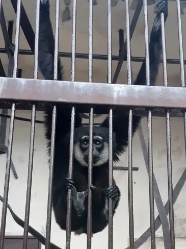 長臂猿「伊藤」就是親生爸爸。動物園照片