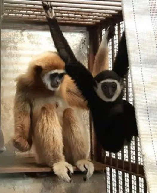 桃桃獨居5年卻突然生子，外界一度誤以為是「神蹟」。翻攝九十九島動植物園森きらら推特