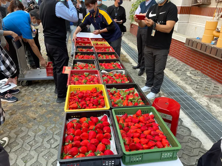 20蘭大湖現採草莓也現身拍賣。臺南分署提供
