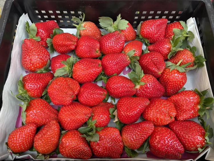 草莓現採直送，令人垂涎。臺南分署提供