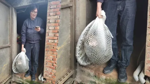 桃園狒最後「栽在阿嬤手裡」　一個動作結束牠逃亡日記
