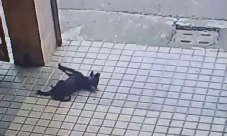 小黑狗來不及長大，令網友氣憤。取自臉書《台南大小事》