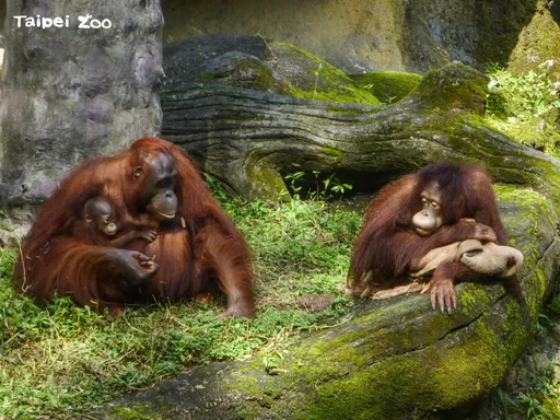 狒狒若被逮到的下一站 不是六福村!擬送這2地方安置