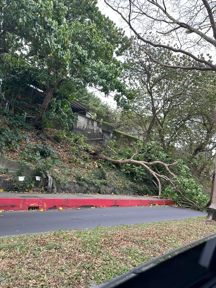 另有民眾在士林發現路樹傾倒。翻攝自我是士林人、我是北投人、我是大同人臉書