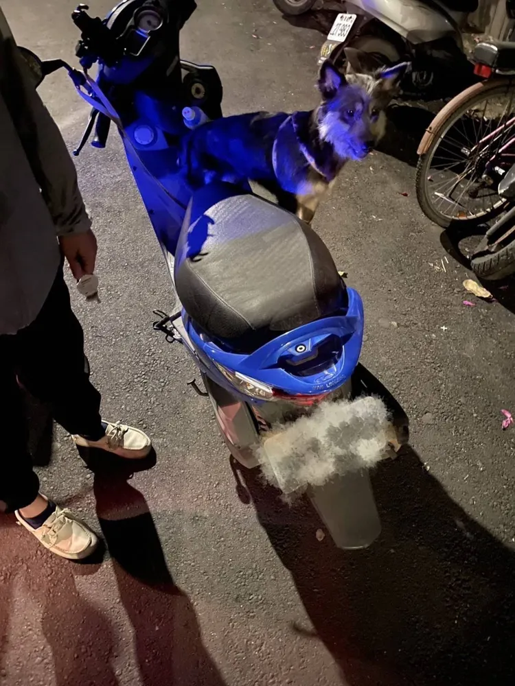 女子偷車帶愛犬兜風被逮。桃園警分局提供