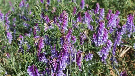 紫花苜蓿藥草之王讓你控醣、減脂又營養