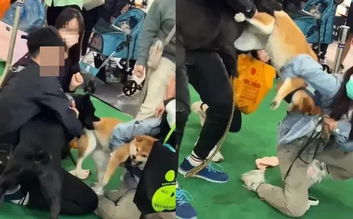 獨家|台中寵物展黑汪凶性大發 影片曝光!咬住柴犬後腿20秒不放