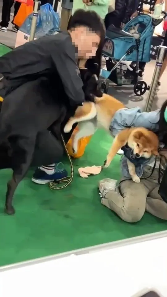 黑汪緊咬住柴犬後腿，飼主也無法將牠們分開。讀者提供