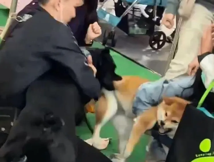 黑色米克斯緊咬柴犬後腿不放。讀者提供