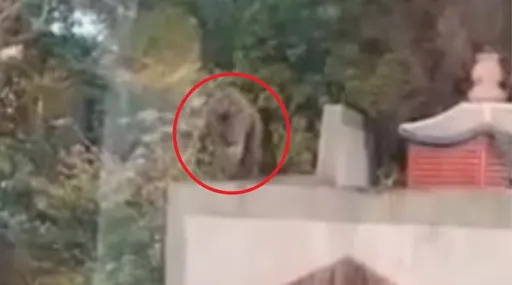 東非狒狒最新影片曝光!現身楊梅富岡運動公園 民眾組團加入搜捕