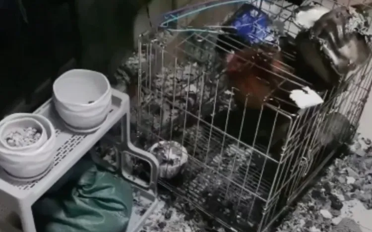 飼主回家後，在陽台驚見寵物雞不幸已被燒死。翻攝微博/中國廣東