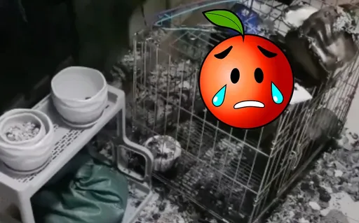 「寵物雞慘變燒雞」 竟是樓上鄰居做了這件事