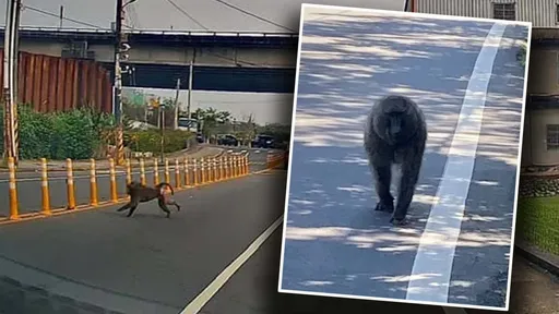 陳柏惟預測「樂天逃猿」將往此處前進！ 「和侯友宜大有關聯」