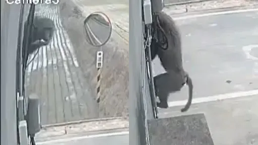 東非狒狒「咬食物爬民宅」影片曝光! 網驚:鬼鬼祟祟好像小偷