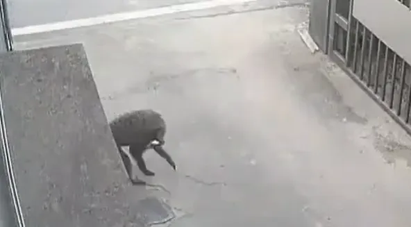 東非狒狒再度被拍到身影。翻攝自「我是富岡人」臉書