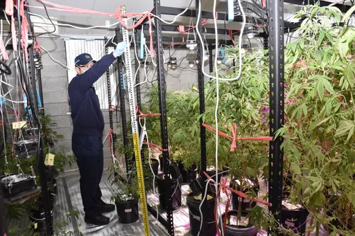 茶葉商網路自學種大麻 嘉義租農舍當溫室!還沒收成就GG了