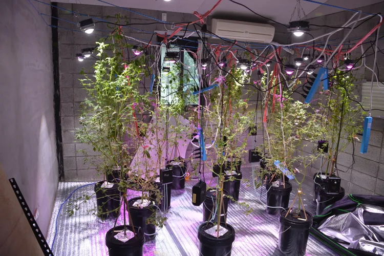 現場共查獲91株大麻。民眾提供