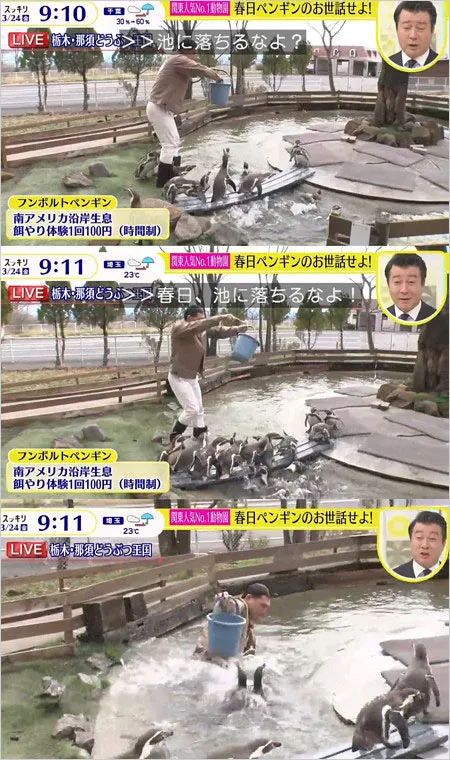 主持人加藤浩次（右小圖）頻叫春日俊彰小心，其實是暗示他耍笨跌進池子裡。翻攝日本電視台畫面