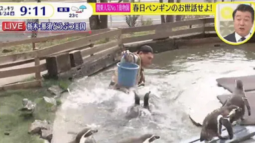 諧星搞笑摔進企鵝池　動物園震怒譴責「傷害動物尊嚴」