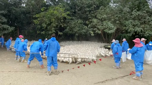 疫情又来?医曝惊人数据:人类染禽流感「有一半机会死亡」